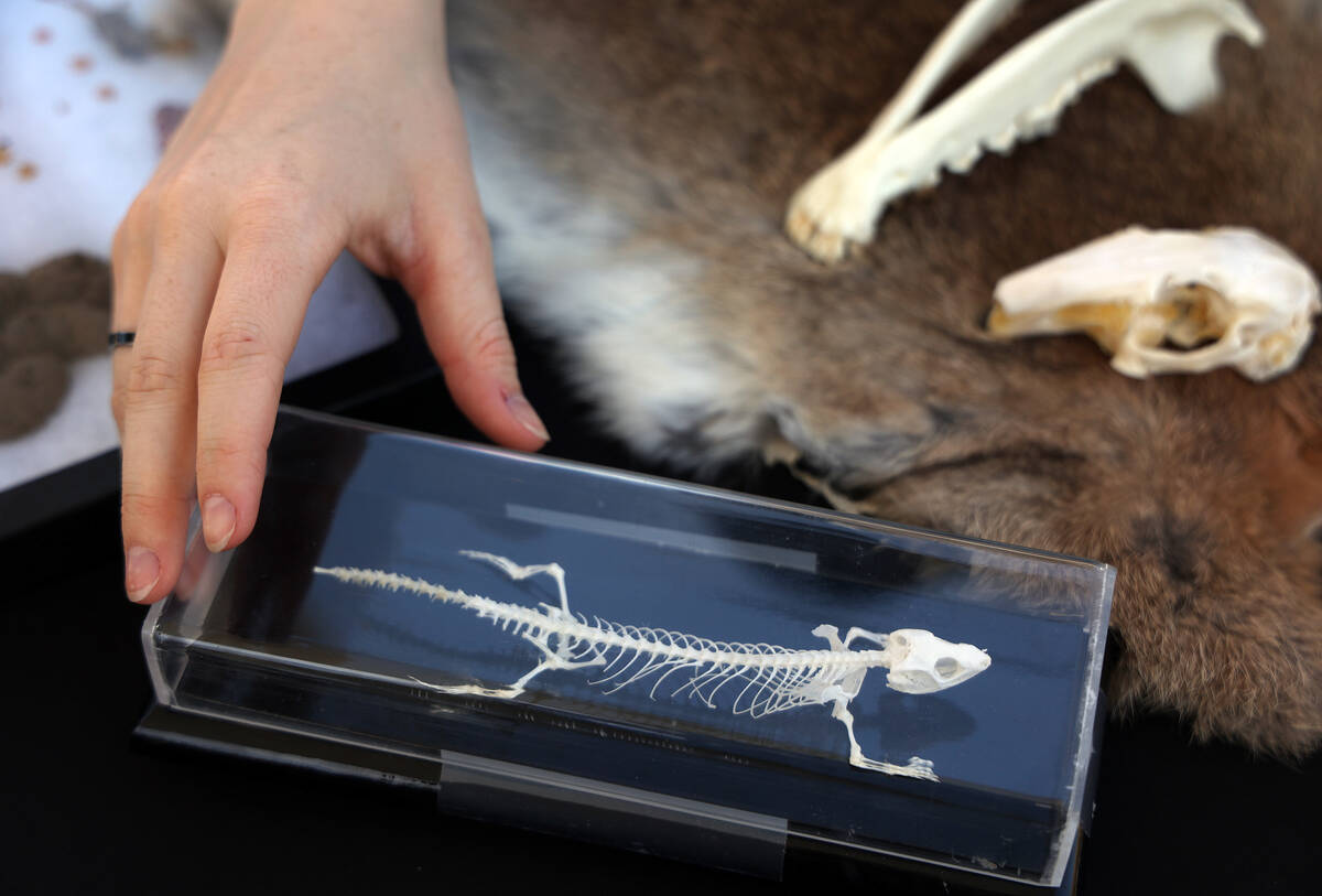 The skeleton of a horned lizard is shown among other desert artifacts during an Earth Day festi ...