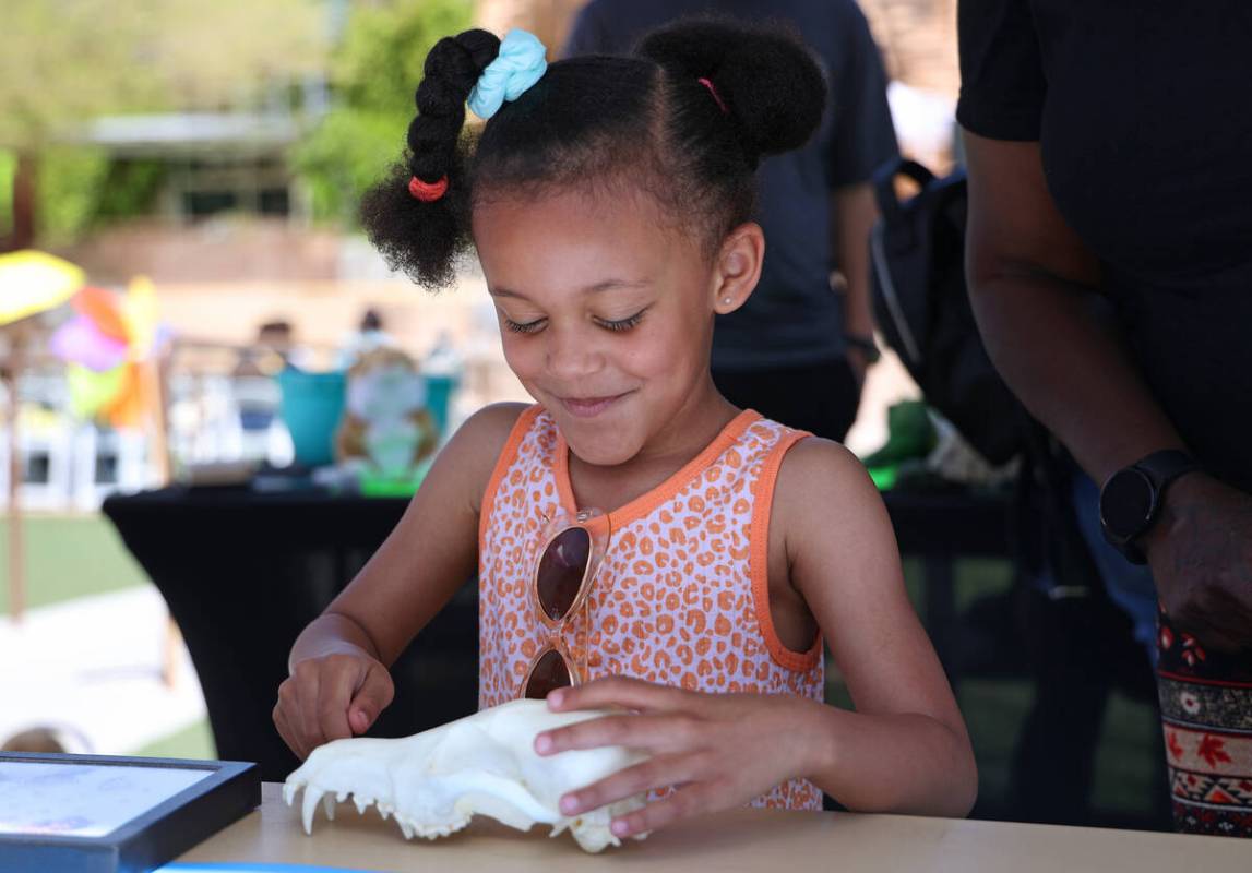 Yhi Diamond Davis, 5, inspects a replica of a coyote skull during an Earth Day festival at the ...