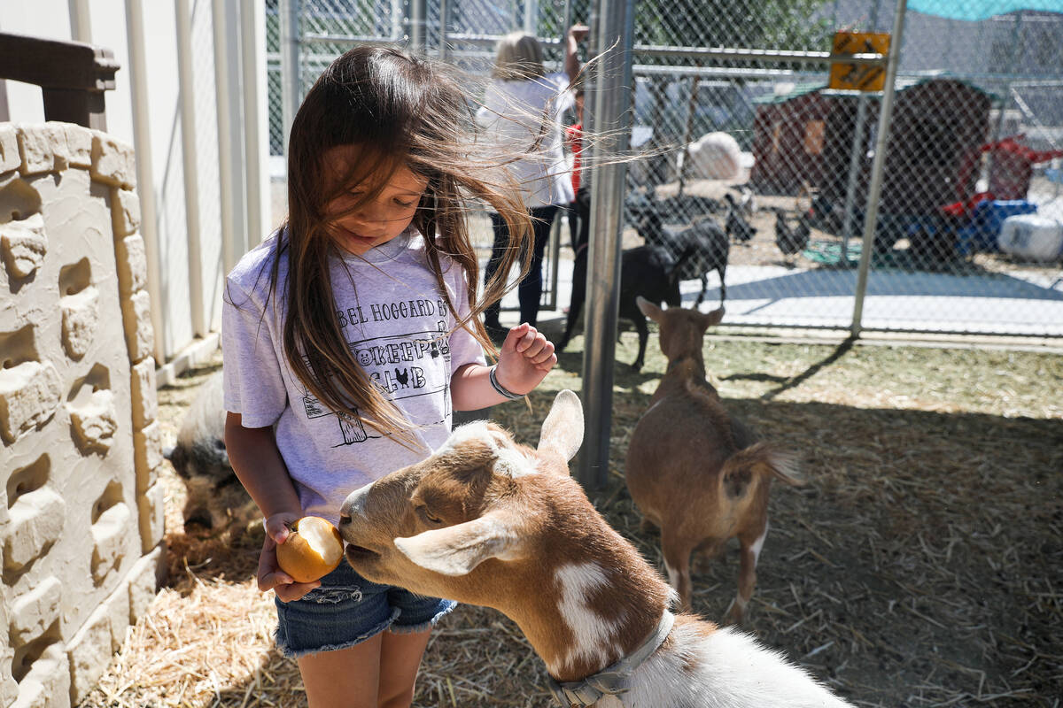 Bella Cruz, 9, feeds a goat named S’mores at Hoggard Math & Science Magnet Elementar ...