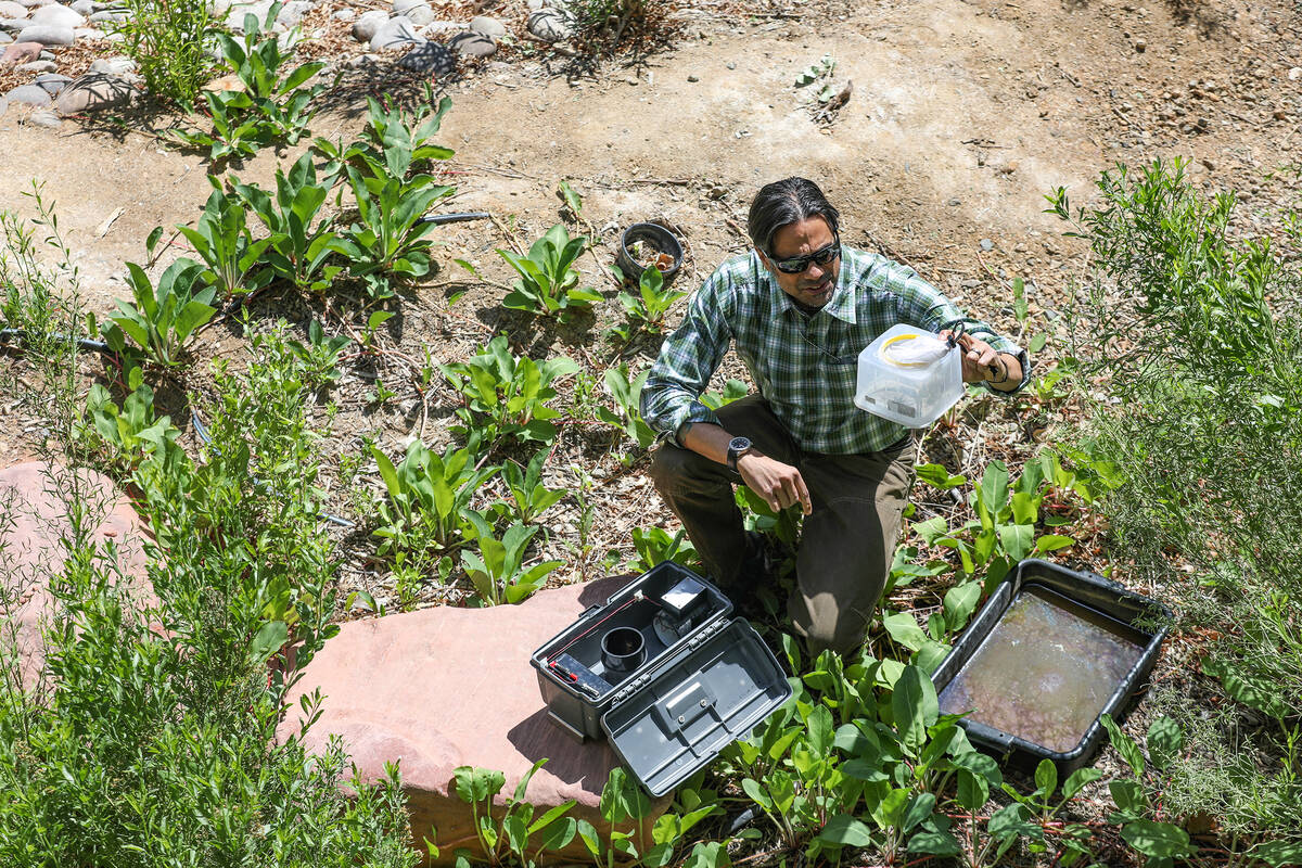 Vivek Raman, environmental health supervisor for the Southern Nevada Health District, pulls out ...