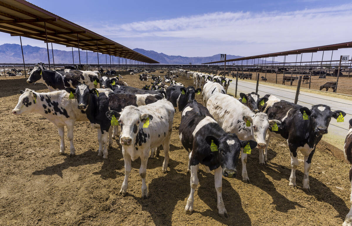 Dairy cattle gather about one of the many enclosures on the Ponderosa Dairies, the dairy farm i ...