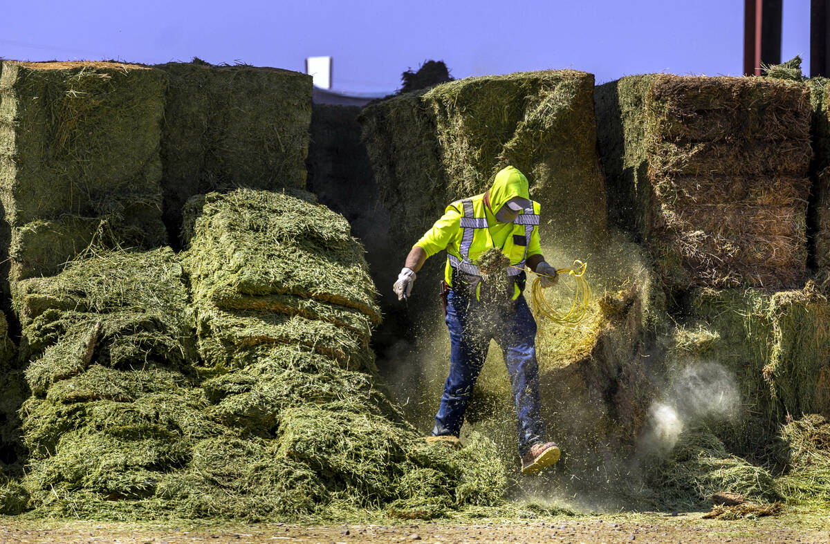 A worker pulls ropes out of dried hay to be used for the cows at Ponderosa Dairies. The dairy f ...