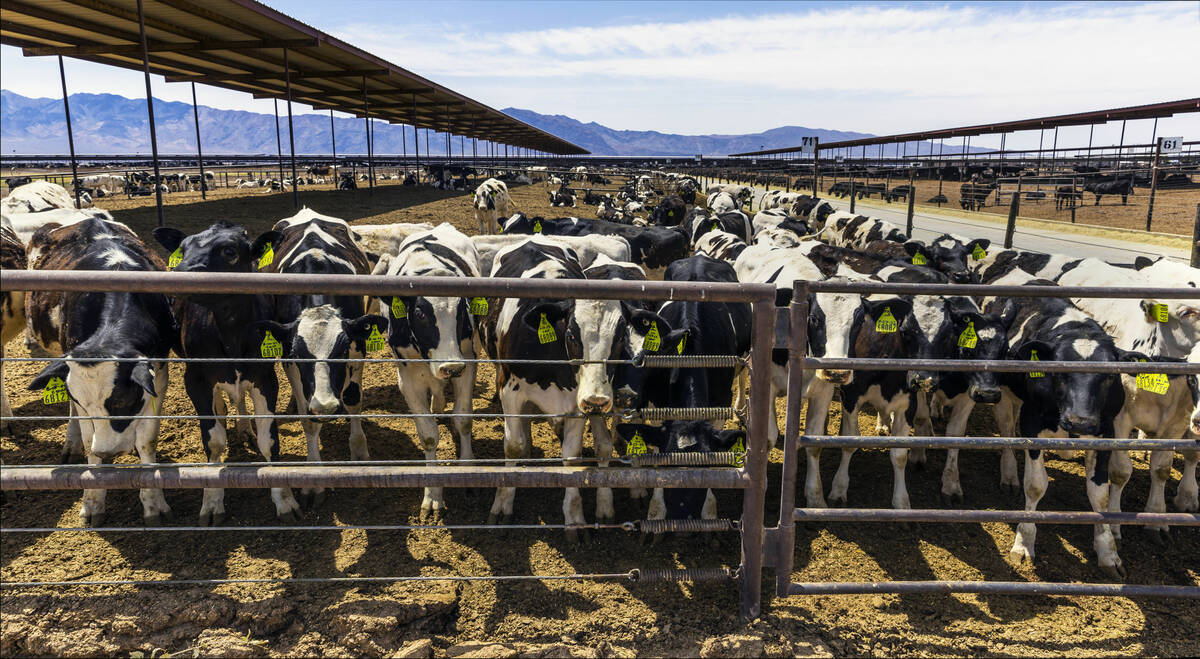 Dairy cattle gather about one of the many enclosures on the Ponderosa Dairies, the dairy farm i ...