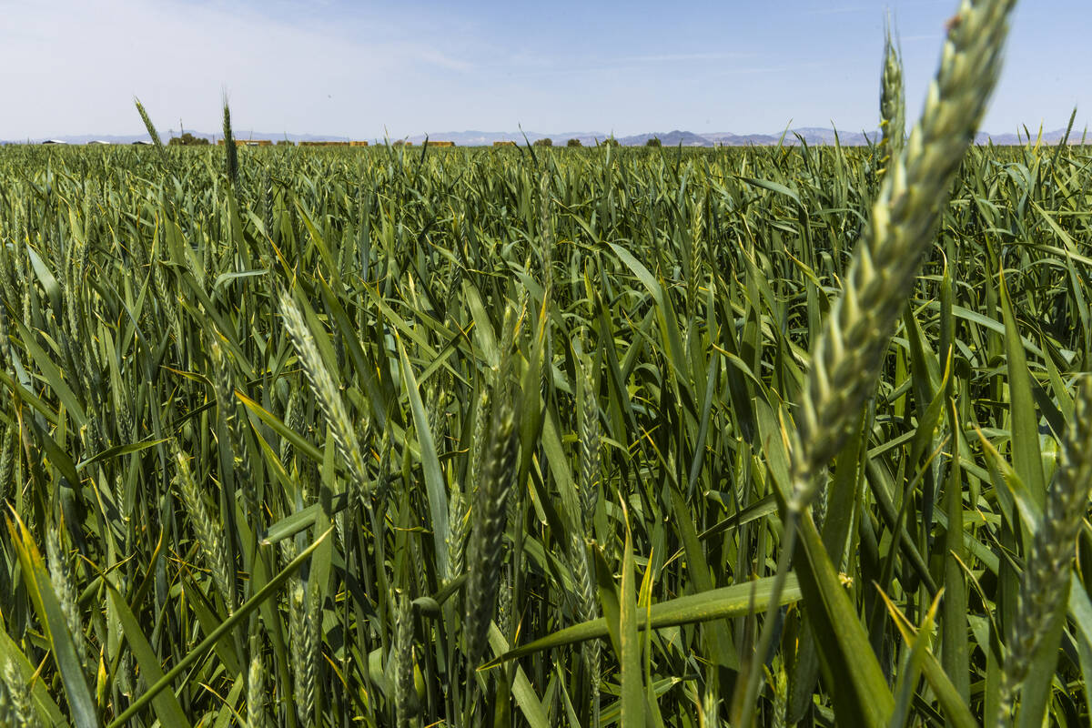 A field of Triticale grows for feed on the Ponderosa Dairies, a dairy farm in rural Nevada that ...