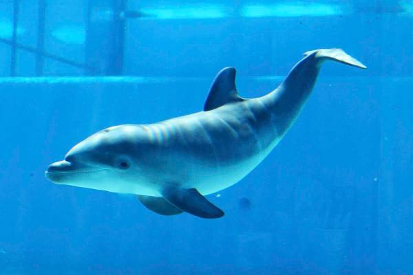 A baby dolphin at Siegfried & Roy's Secret Garden and Dolphin Habitat at The Mirage in Las Vega ...