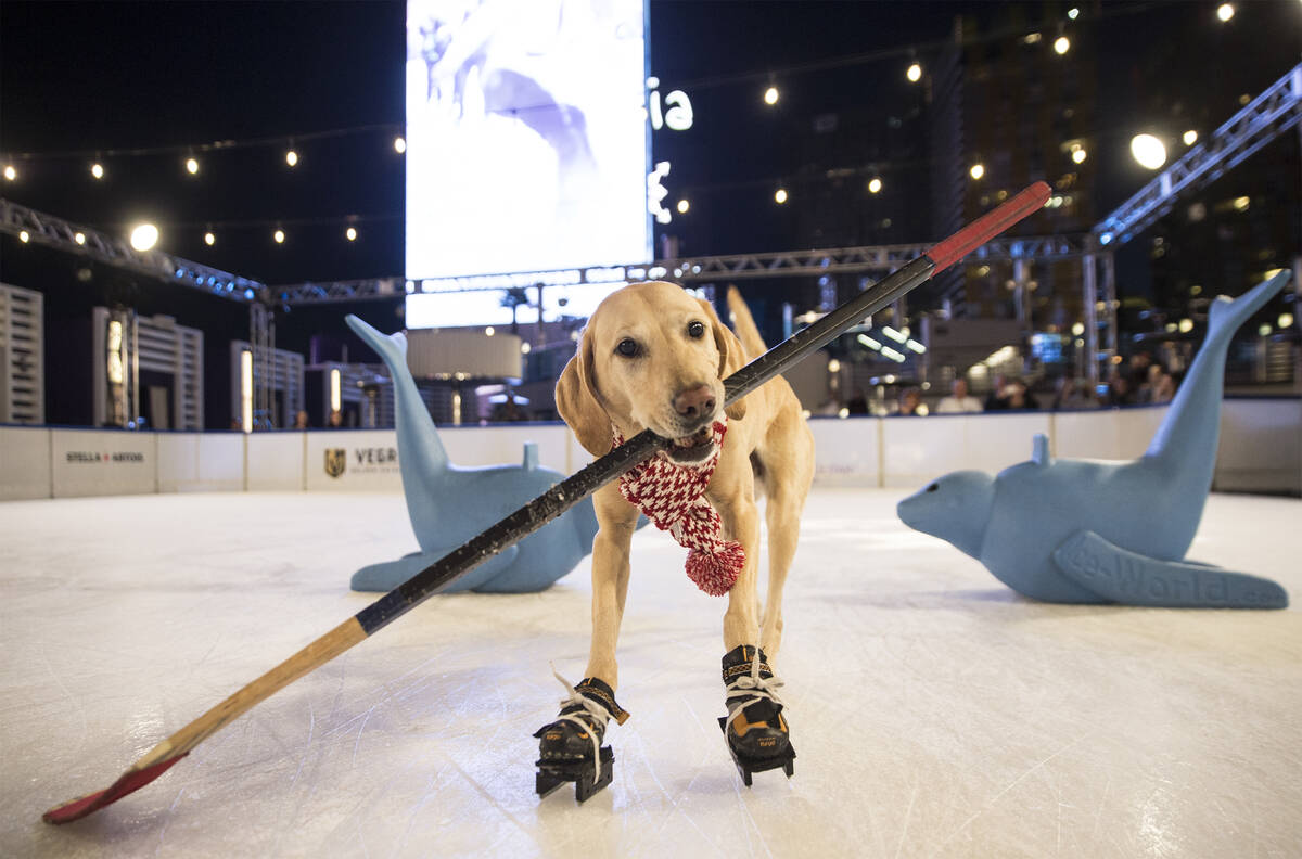 Benny, a Labrador Retriever mix, ice skates at The Cosmopolitan of Las Vegas on Wednesday, Dec. ...