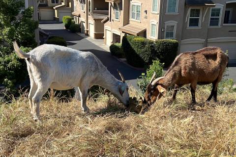 Goats graze on dry grass next to a housing complex in West Sacramento, Calif., on May 17, 2023. ...