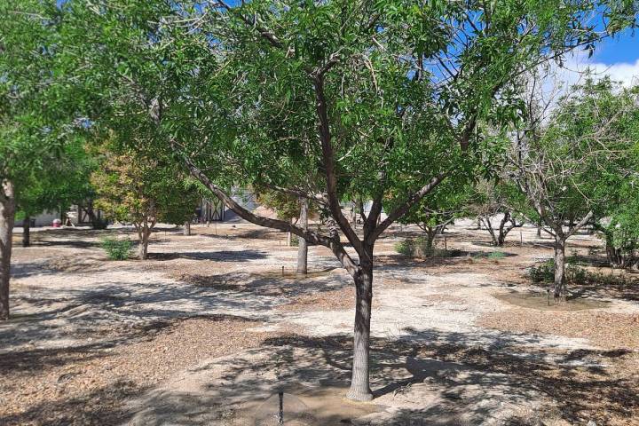 This ash tree is been watered by basin and bubbler irrigation. (Bob Morris)