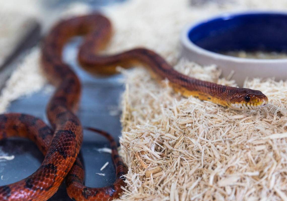 Corn snake is displayed at Wild Things, the exotic animal store, on Monday, June 19, 2023, in L ...