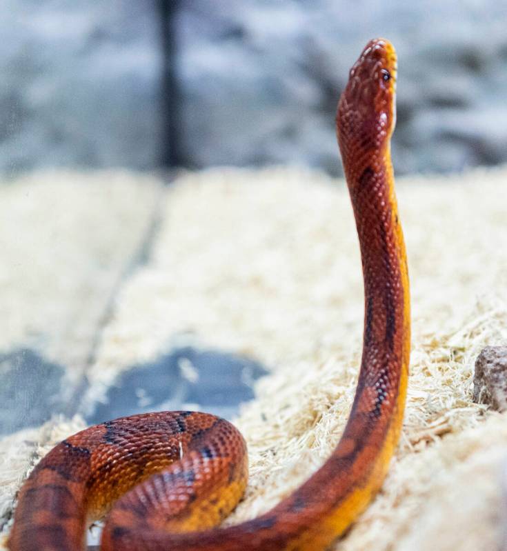 Corn snake is displayed at Wild Things, the exotic animal store, on Monday, June 19, 2023, in L ...