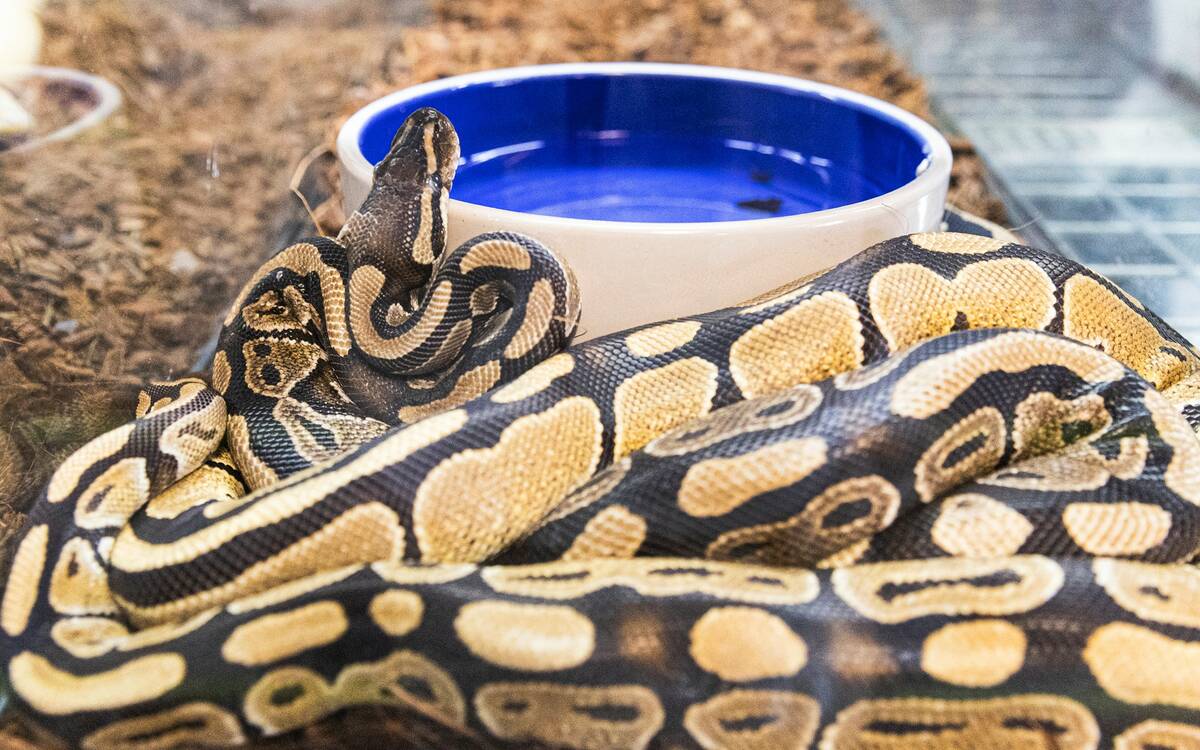 A python is displayed at Wild Things, the exotic animal store, on Monday, June 19, 2023, in Las ...