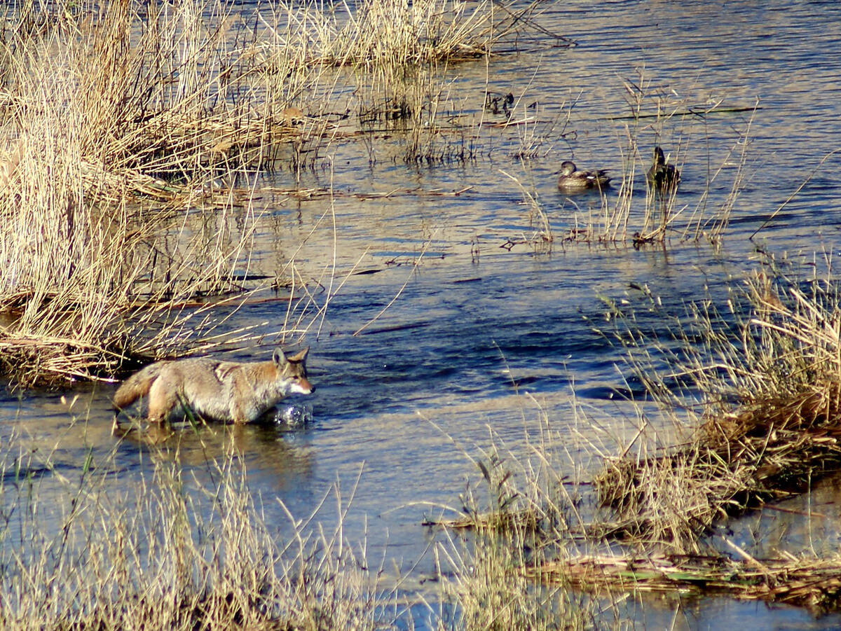 A coyote hunts in the Las Vegas Wash, which runs through Clark County Wetlands Park en route to ...