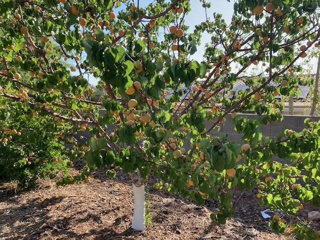 This apricot tree has large fruit and fewer leaves. (Bob Morris)