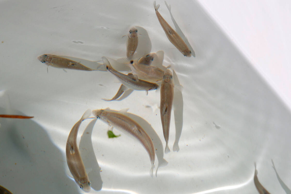 Moapa dace are seen in a cooler before being released into Pederson Spring on Tuesday, June 27, ...