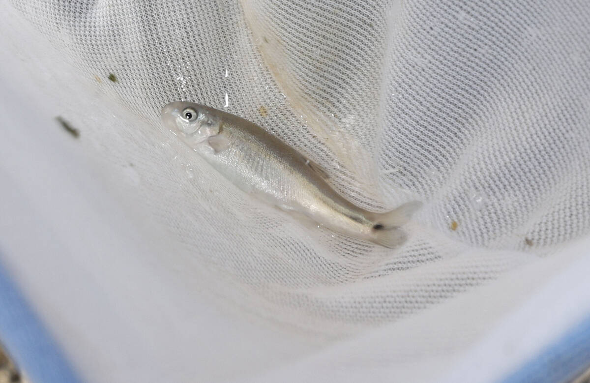 A Moapa dace is seen in a net before being released into Pederson Spring on Tuesday, June 27, 2 ...
