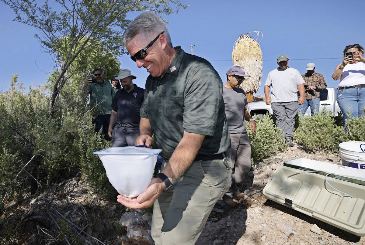 Curt Russell, Coyote Springs director of operations, carries a Moapa dace in the net to release ...