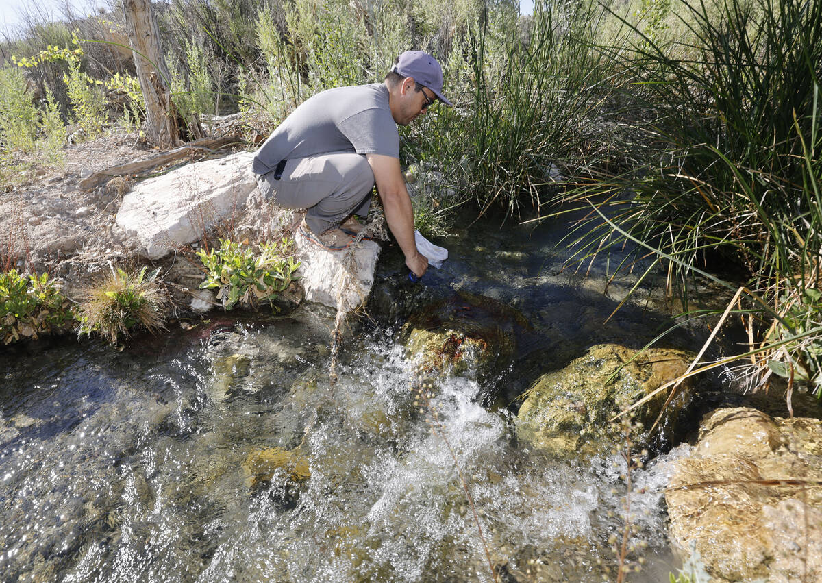 Kevin Guadalupe, biologist from Nevada Department of Wildlife, releases a Moapa dace on Tuesday ...