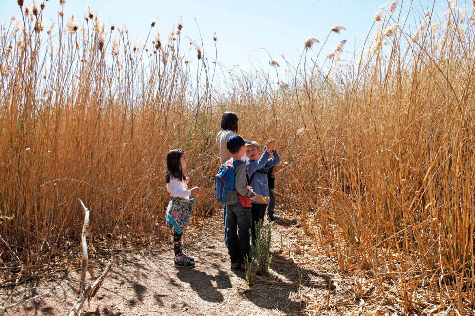 Sophia Barnes, 6, from left, Whitman Taylor, 8, and Bodhi Brouillet, 7, look for ladybugs as pa ...