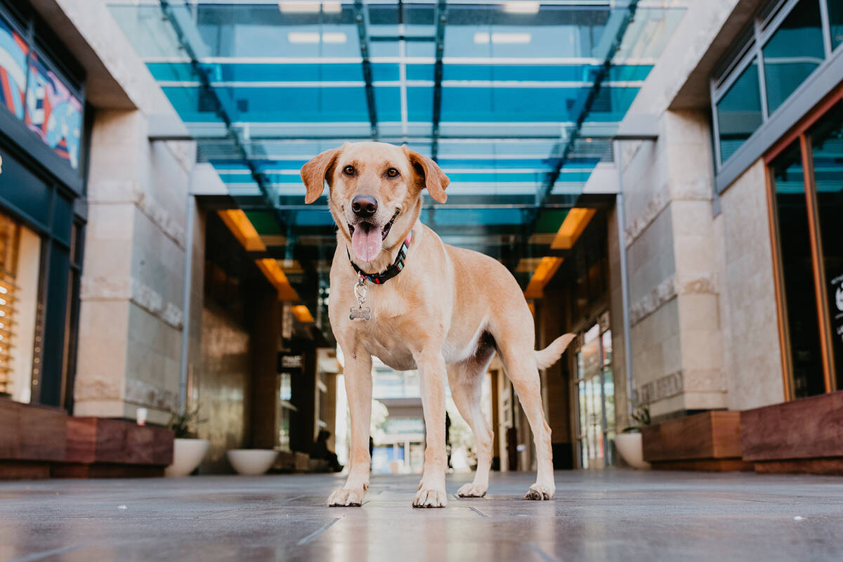 Ripley is one of the monthly models in the 2022 Dogs of Downtown Summerlin calendar. Nomination ...