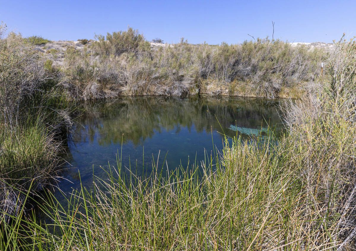 Fairbanks Spring is seen at Ash Meadows National Wildlife Refuge in the Amargosa Valley of sout ...
