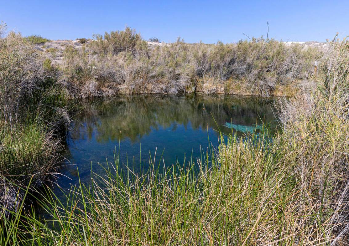 Fairbanks Spring is seen at Ash Meadows National Wildlife Refuge in the Amargosa Valley of sout ...