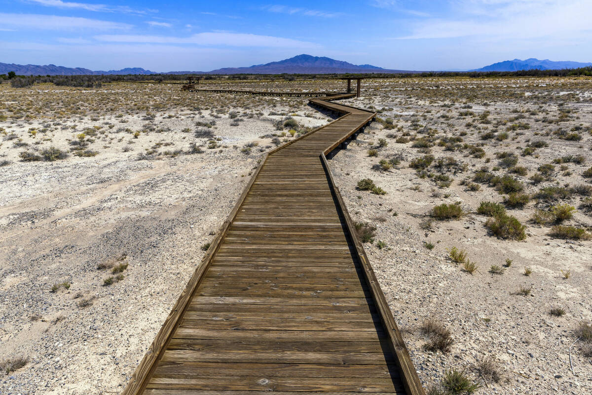 The Crystal Spring Boardwalk zigzags its way to the spring within the Ash Meadows National Wild ...