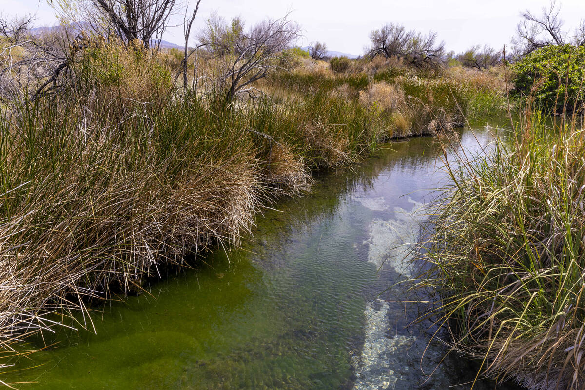 Crystal Spring winds its way along within the Ash Meadows National Wildlife Refuge on May 9, 20 ...