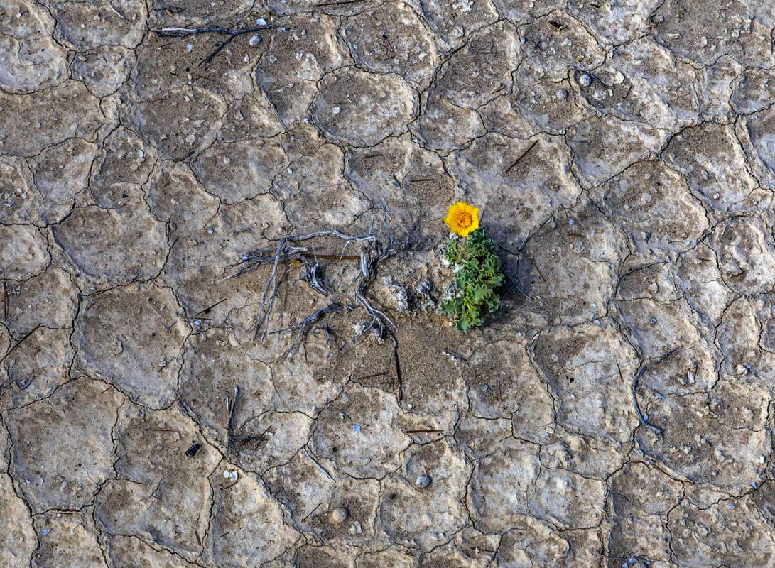 Plant life strives to flourish in the ash fields within the Ash Meadows National Wildlife Refug ...