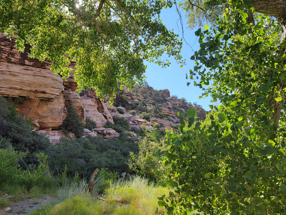 Red Rock’s Willow Springs picnic area can be enjoyed on early summer mornings because it ...