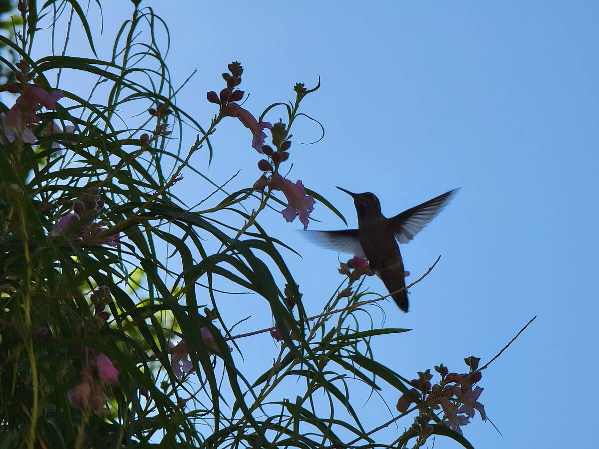 A hummingbird feeds from a desert willow in late June in Red Rock’s Willow Springs picni ...