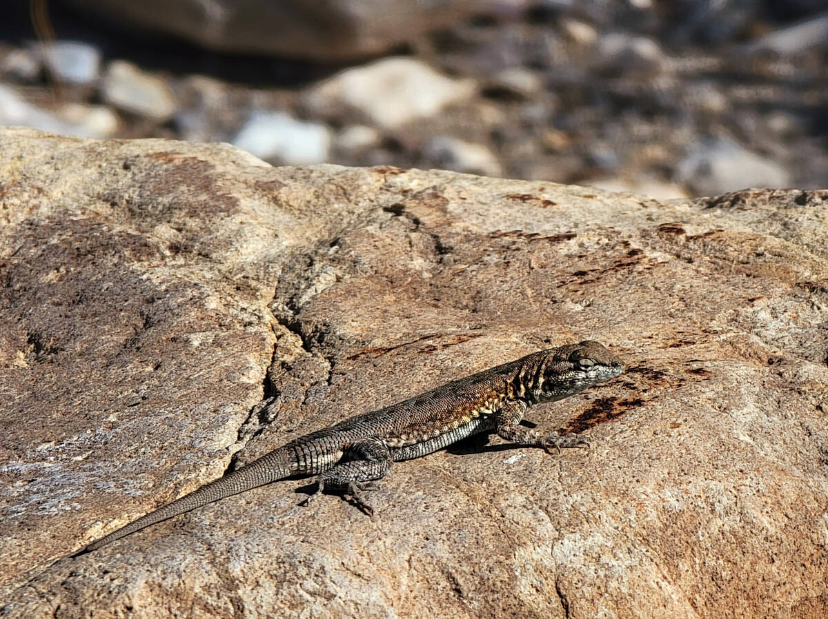 A lizard suns itself on a rock at Willow Springs picnic area in late June. (Natalie Burt/Specia ...