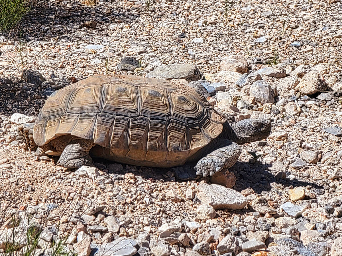 Rescued and rehabilitated desert tortoises may be spotted when they emerge from their burrows i ...