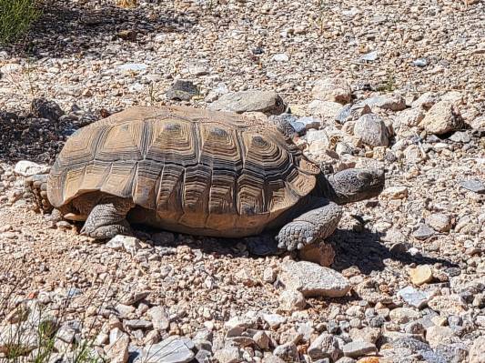 Rescued and rehabilitated desert tortoises may be spotted when they emerge from their burrows i ...