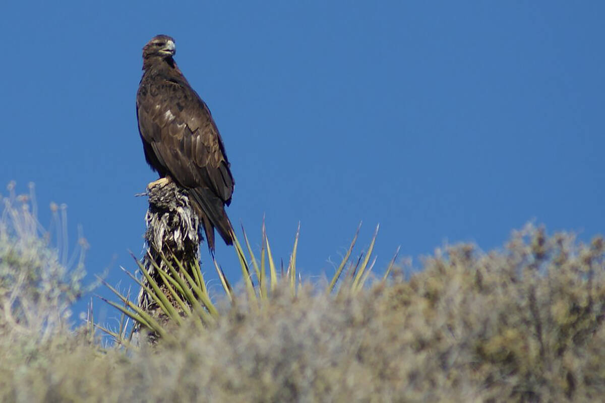 A golden eagle on a visit to Red Rock during a previous summer. (Natalie Burt/Special to the La ...