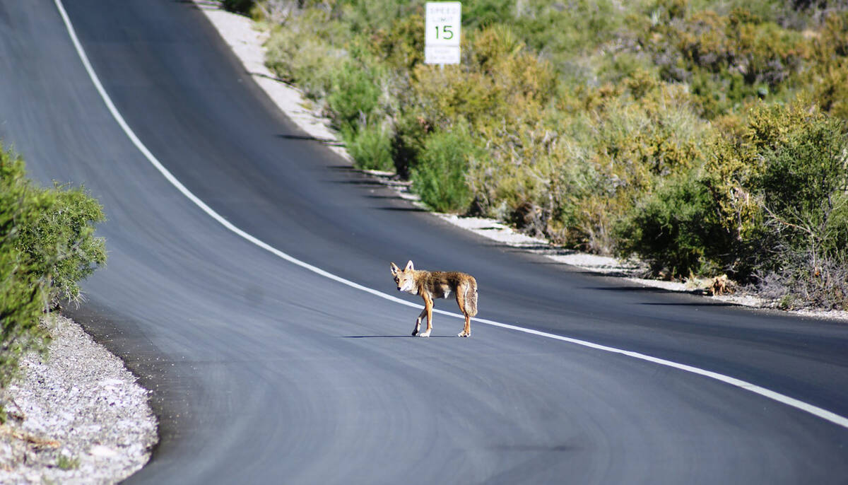 A coyote crosses the road in the area of Red Rock's Willow Springs picnic area during a previou ...