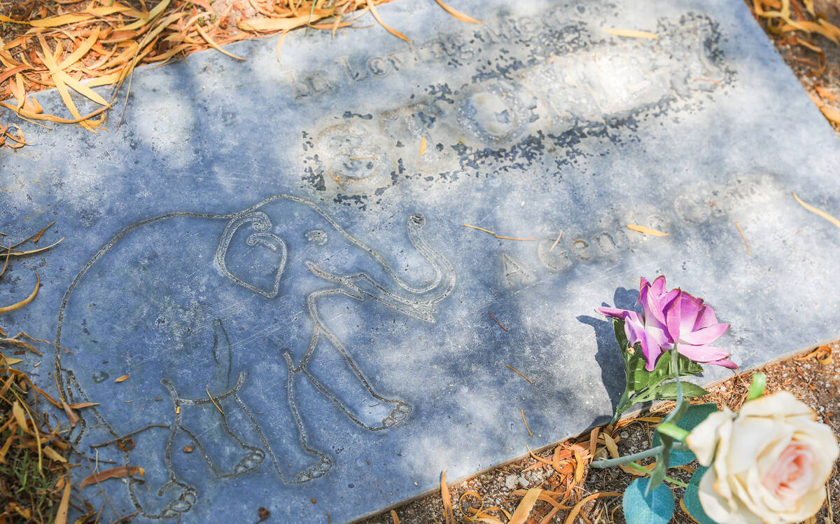 An elephant that used to perform at casinos along the Strip, Stoney, is buried at the Craig Roa ...