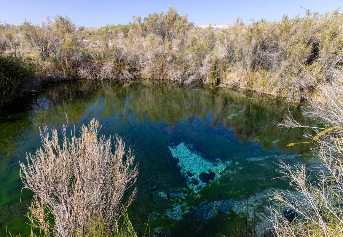 Fairbanks Spring is seen at Ash Meadows National Wildlife Refuge, in the Amargosa Valley of sou ...