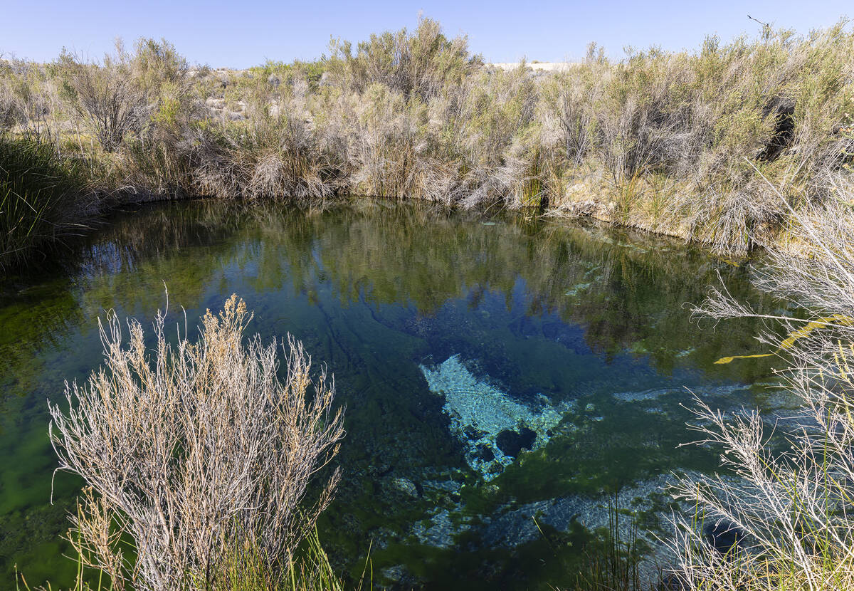 Fairbanks Spring is seen at Ash Meadows National Wildlife Refuge in the Amargosa Valley of sout ...