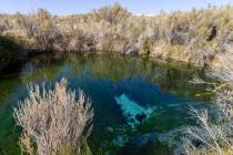 Fairbanks Spring is seen at Ash Meadows National Wildlife Refuge in the Amargosa Valley of sout ...