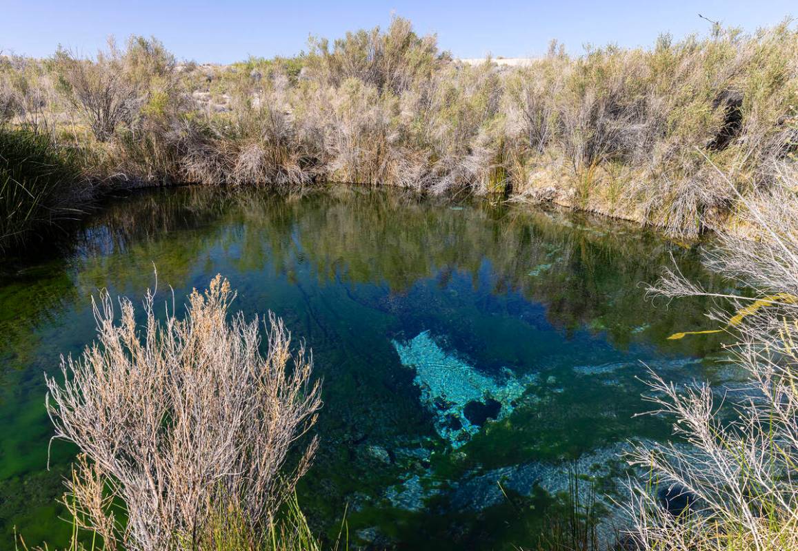 Fairbanks Spring is seen at Ash Meadows National Wildlife Refuge in the Amargosa Valley of sout ...