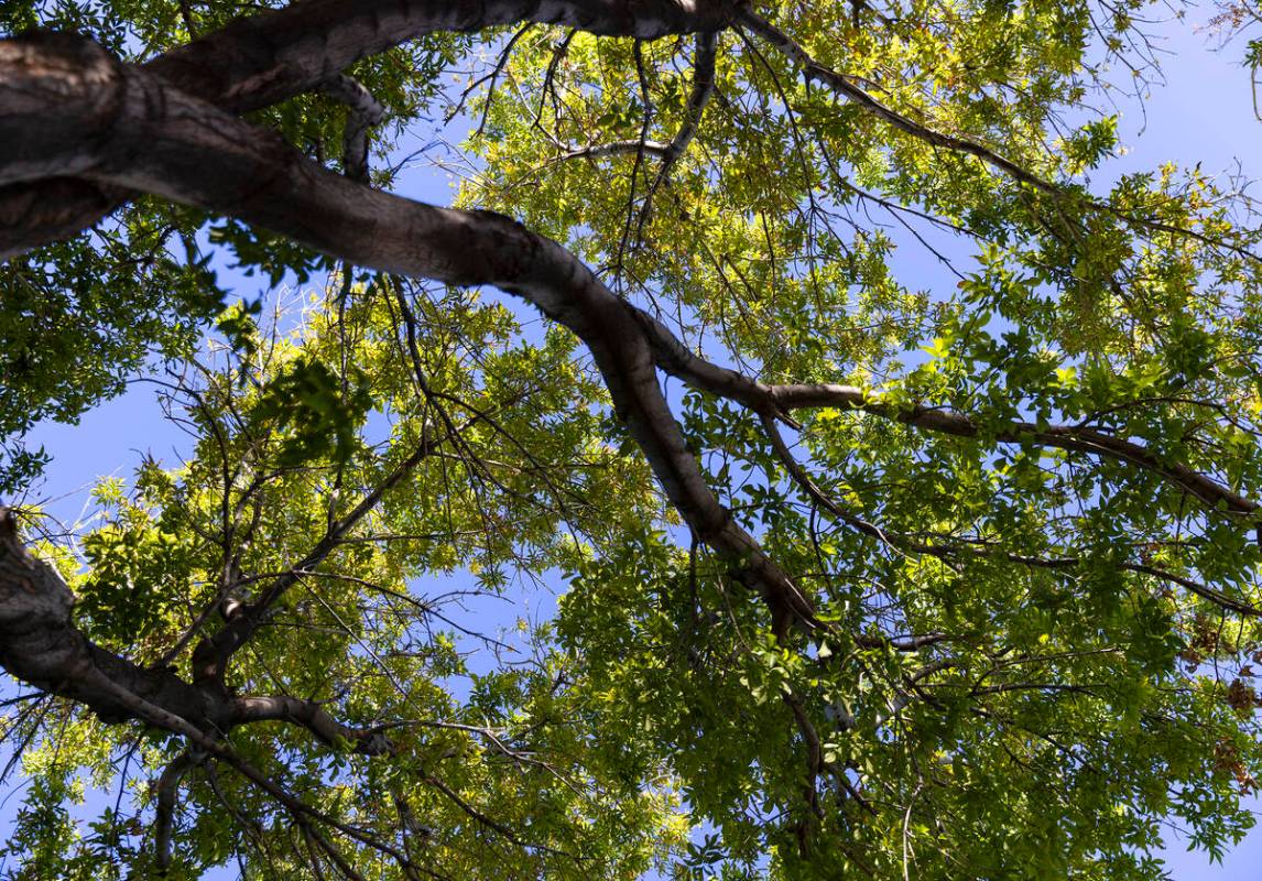 A blue sky is seen through the branches of a tree along Green Valley Parkway on Thursday, July ...