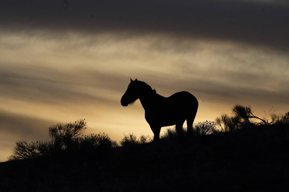 A wild horse stands on a hillside on the Fort McDermitt Paiute-Shoshone Indian Reservation, Apr ...