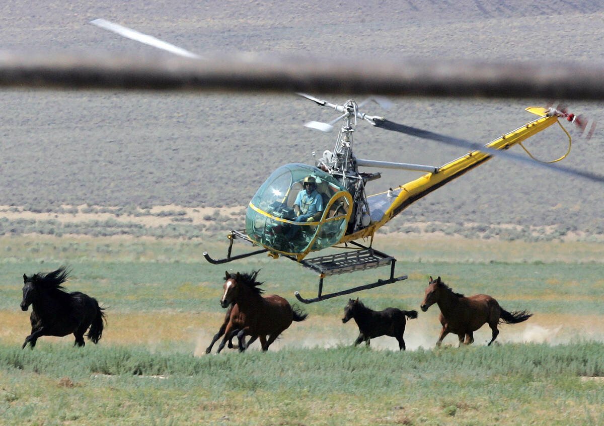 A livestock helicopter pilot rounds up wild horses from the Fox & Lake Herd Management Area, Ju ...