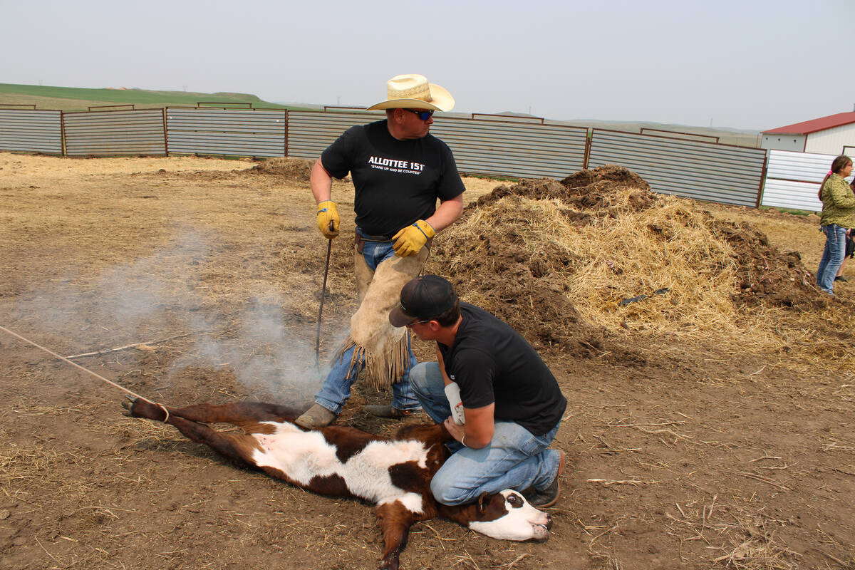 MHA Nation tribal citizen Todd Hall, standing, brands a calf on his ranch near Dunn Center, Nor ...