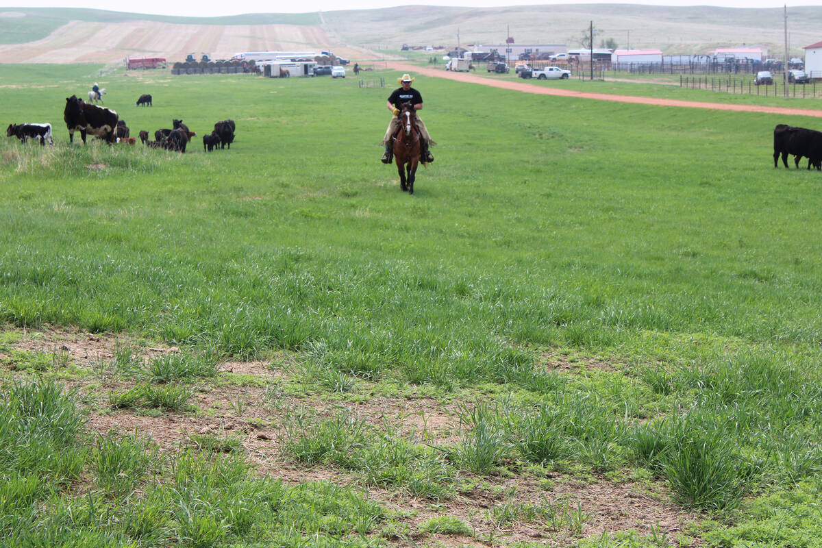 Todd Hall rides his horse on his cattle ranch near Dunn Center, North Dakota, on Sunday, May 21 ...