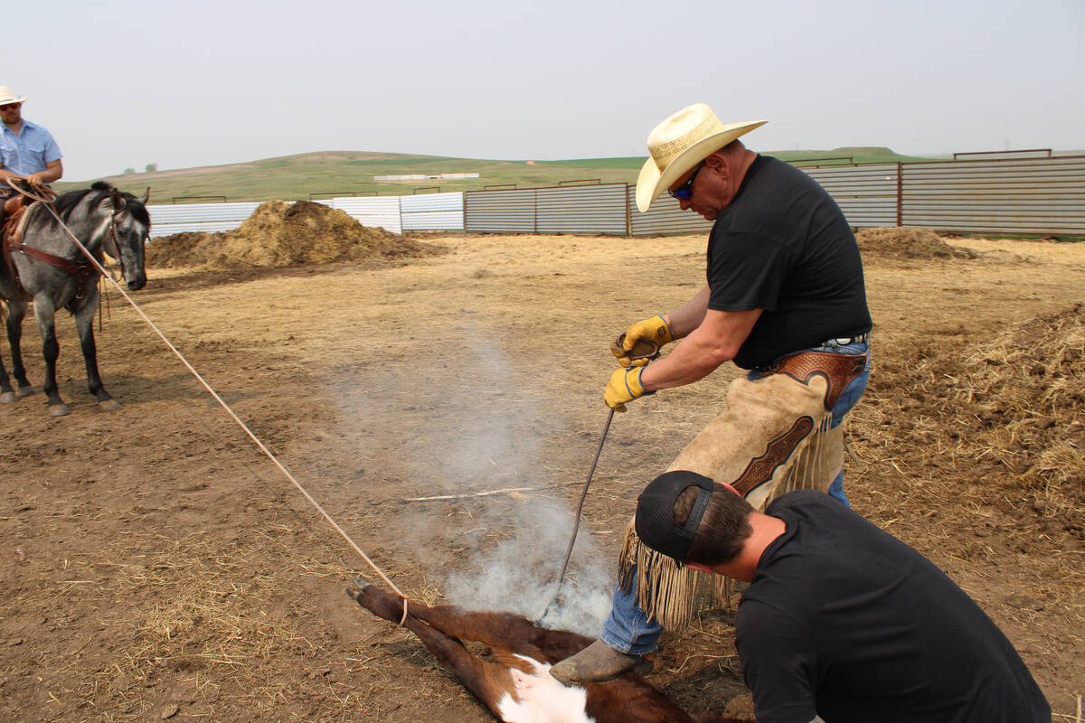 Todd Hall, right, brands a calf on his ranch near Dunn Center, North Dakota, on Sunday, May 21, ...