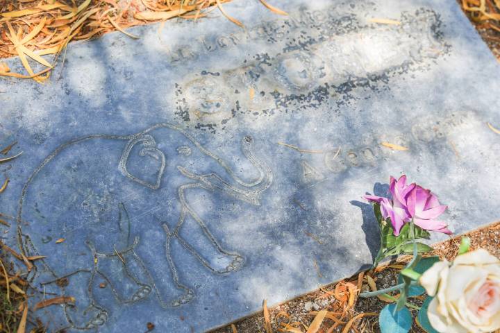 An elephant that used to perform at casinos along the Strip, Stoney, is buried at the Craig Roa ...