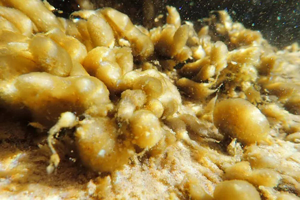 Close up of cyanobacteria growing along the bottom of the North Creek in Zion National Park. (N ...