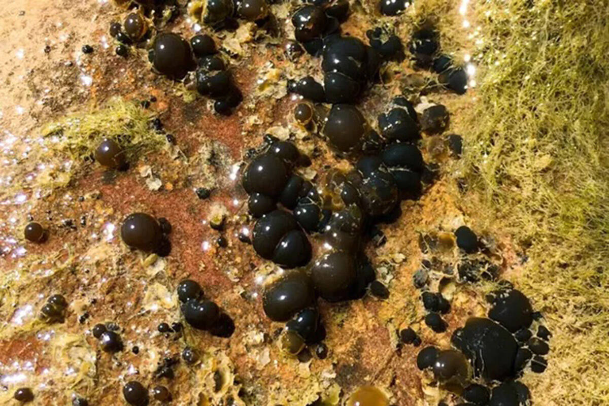 Cyanobacteria attached to a rock near the water's surface in Zion National Park. (Zion National ...