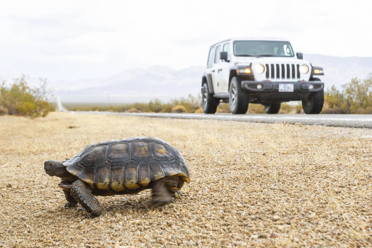 A tortoise walks away from the road just outside of the York Fire in the Mojave National Preser ...